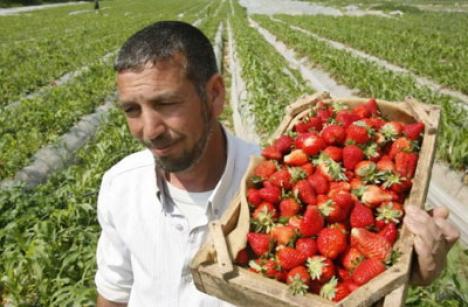 Spania nu mai vrea alţi "căpşunari": va restricţiona piaţa muncii pentru români